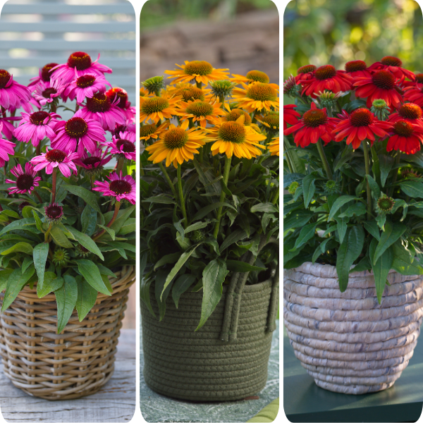 Echinacea hybrid 'Sunmagic Vintage Mix Pink/Mango/Electric Orange'