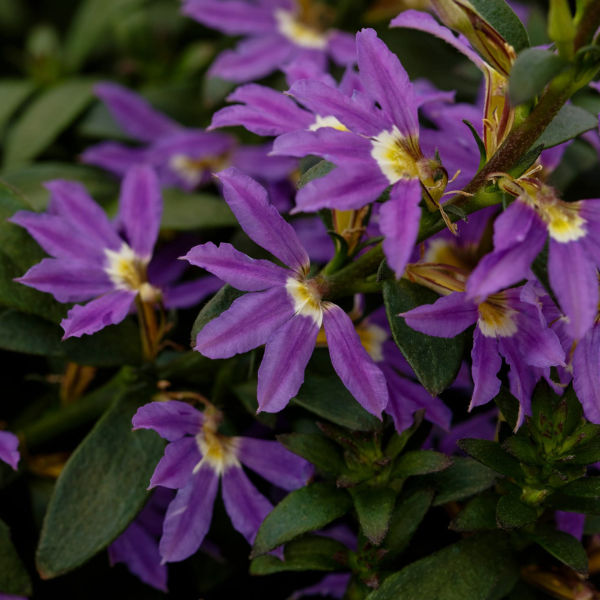 Scaevola aemula 'Fanatix Compact Dark Blue'