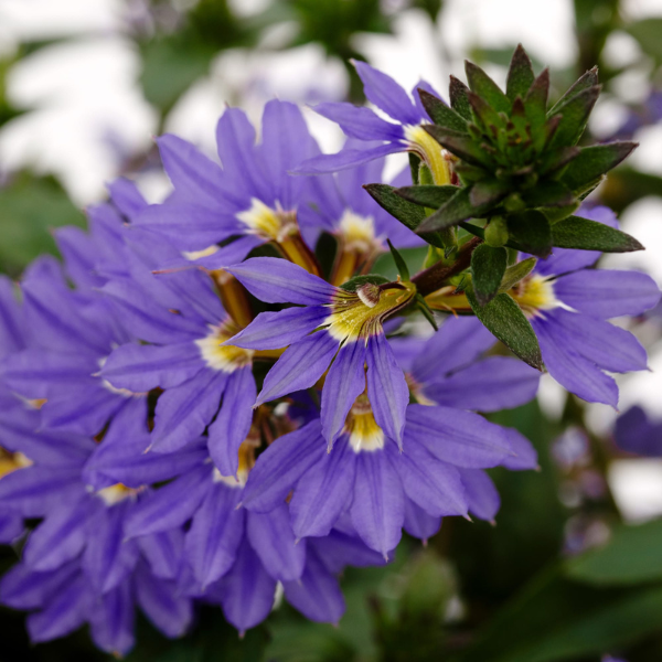 Scaevola aemula 'Fanatix Dark Blue'