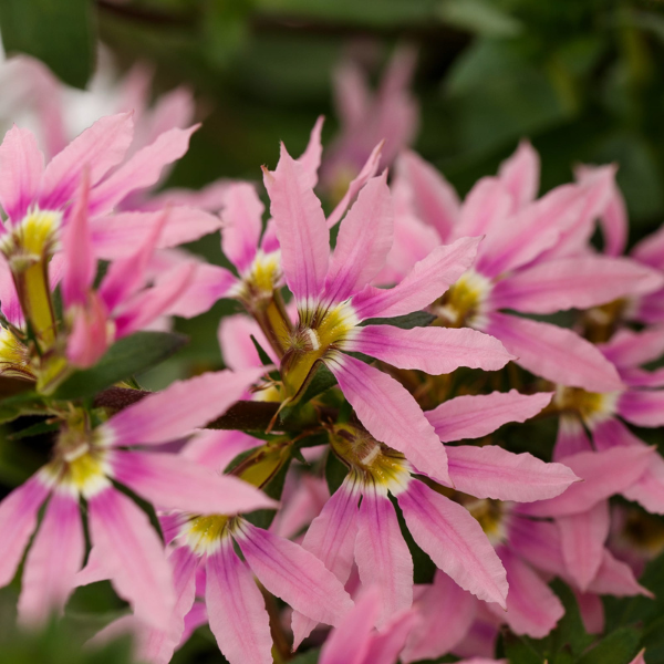 Scaevola aemula 'Fanatix Pink'