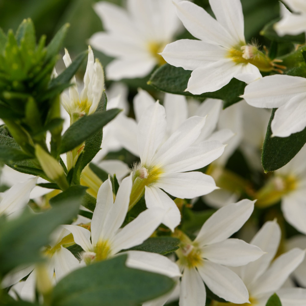 Scaevola aemula 'Fanatix White'