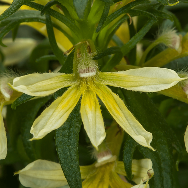 Scaevola aemula 'Fanatix Yellow'