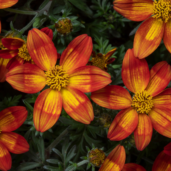 Bidens ferulifolia 'Beedance Painted Orange'