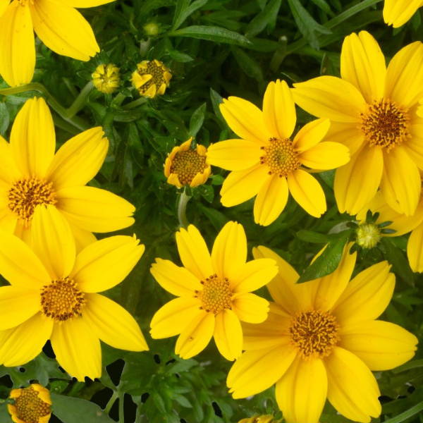 Bidens ferulifolia 'Bidy Boom Sunglow'
