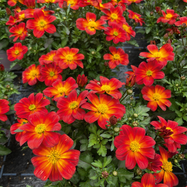 Bidens ferulifolia 'Namid Compact Red and Eye'