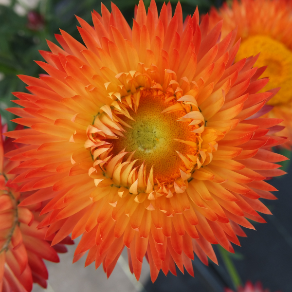 Bracteantha bracteatatum 'Granvia Orange Flame'