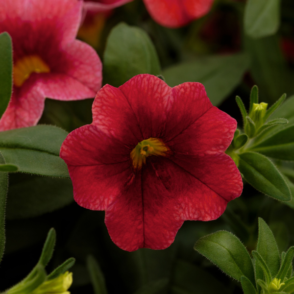 Calibrachoa hybrida 'Cabrio Red Sunset'