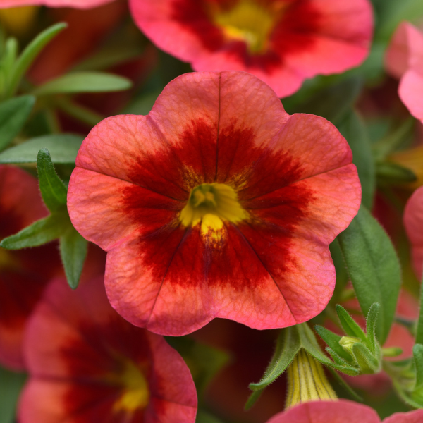 Calibrachoa hybrida 'Minifamous Neo Coral Flash'