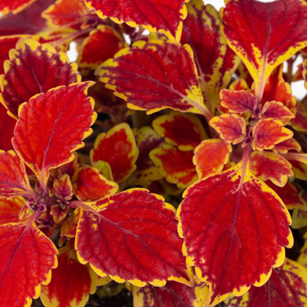 Coleus scutellarioides 'Party Time Crimson'