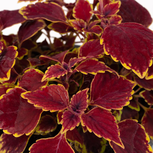 Coleus scutellarioides 'Party Time Royal Red'