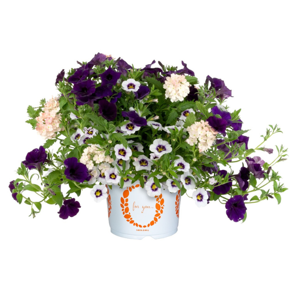 Confetti Garden 'Beach Comber'