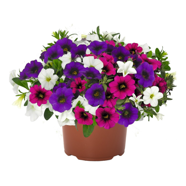 Confetti Garden 'Hawaiian Butterfly'