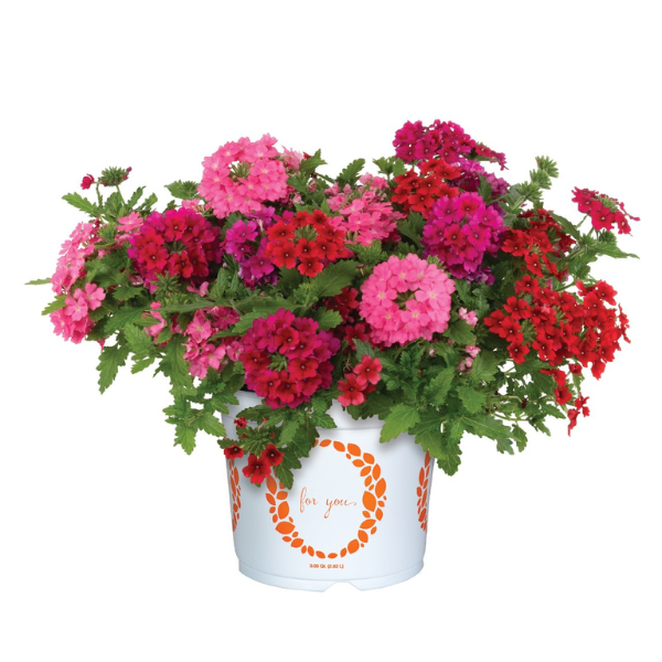 Confetti Garden 'Red Hots'