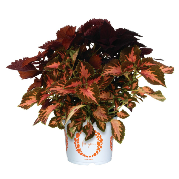 Confetti Garden 'Rittenhouse Square'