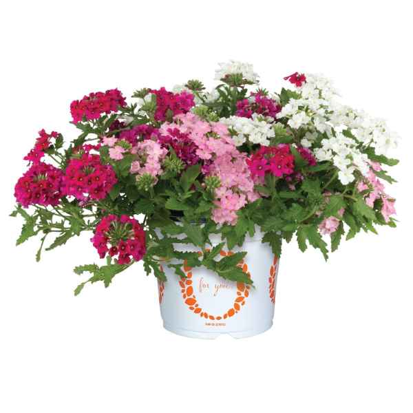 Confetti Garden 'Strawberry Shortcake'