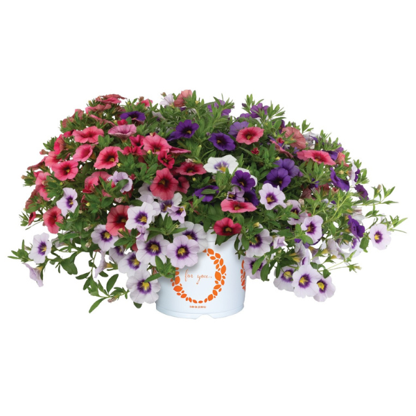 Confetti Garden 'Summer Vacation'