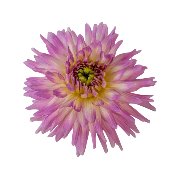 Dahlias Cut hybrida 'Karma Amanda Violet White Bicolor'