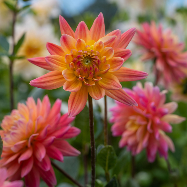 Dahlias Cut hybrida 'Karma Corona Yellow Bronze Bicolor'