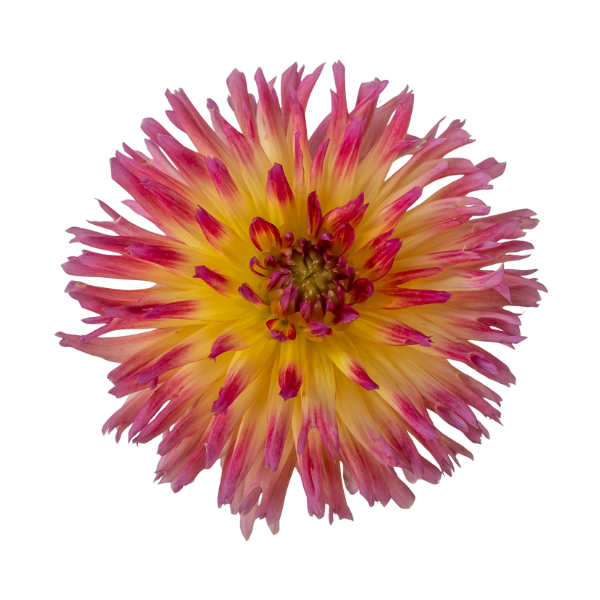 Dahlias Cut hybrida 'Karma Sangria Pink Yellow Bicolor'