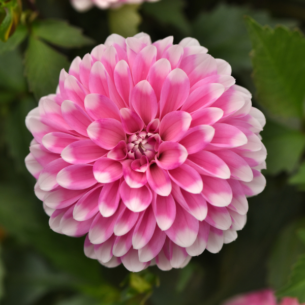 Dahlia hybrida 'Dalaya Pink Lace'