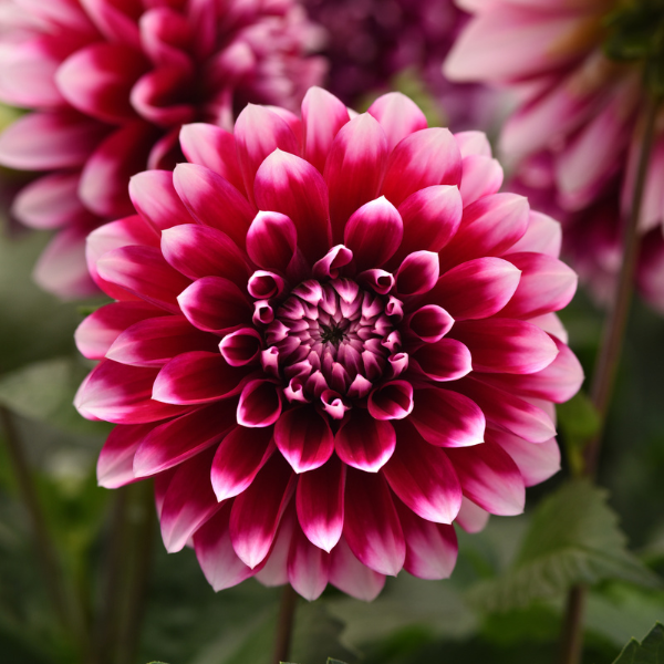 Dahlia hybrida 'Dalaya Purple Lace'