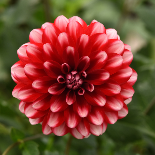 Dahlia hybrida 'Dalaya Red Lace'