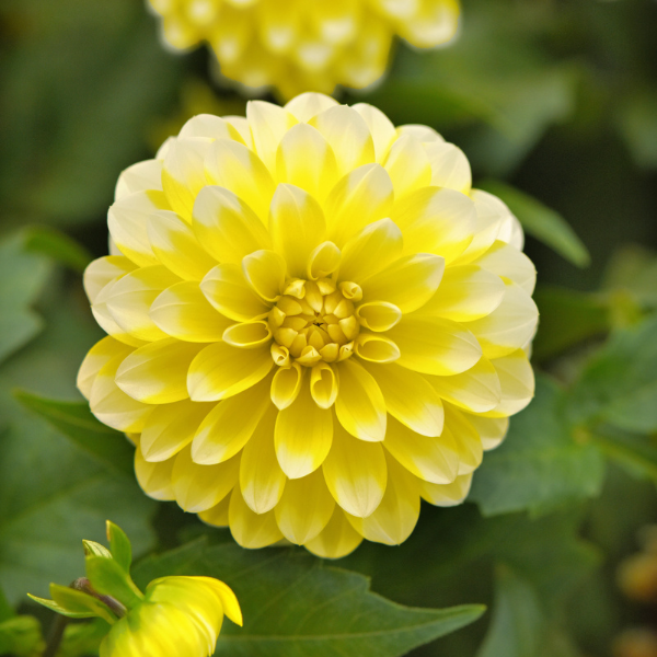 Dahlia hybrida 'Dalaya Yellow Lace'