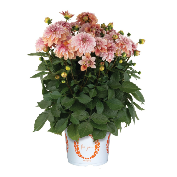 Dahlia hybrida 'Hypnotica Vintage'