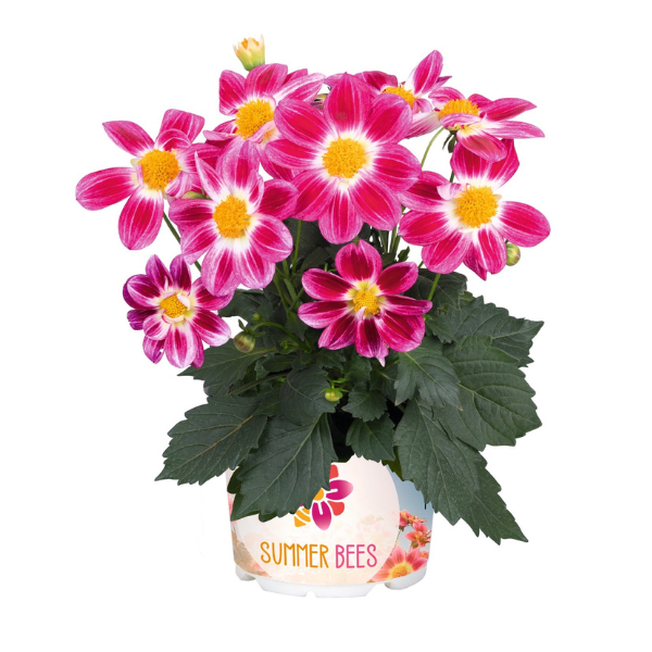 Dahlia 'Summer Bees Purple Bicolor'