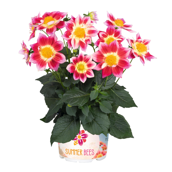 Dahlia 'Summer Bees Red Bicolor'