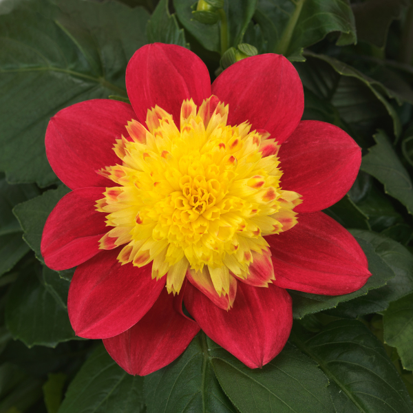 Dahlia hybrida 'Venti Tequila FireBurst'