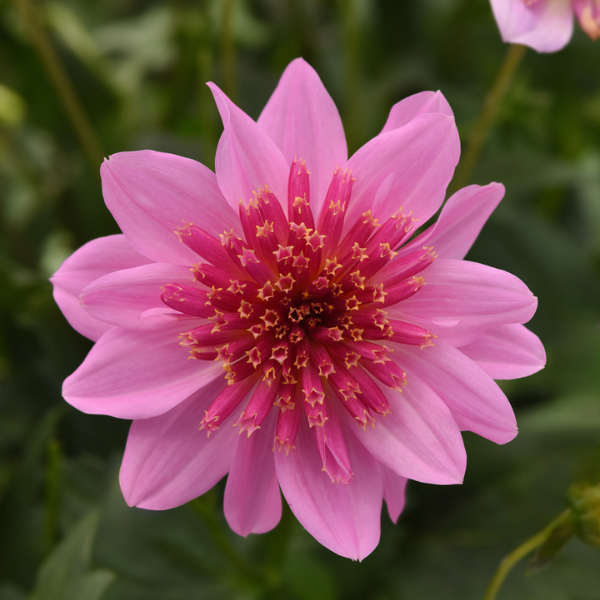 Dahlia hybrida 'Venti PinkBurst'