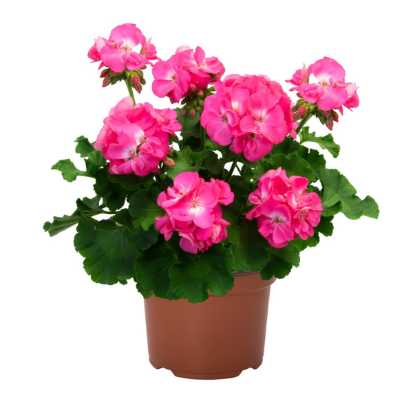 Geranium Hybrid 'Big EEZE Pink Panther'