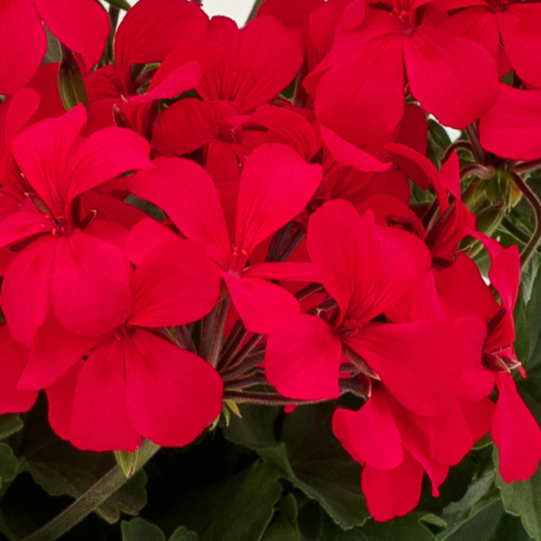 Geranium Interspecific pelargonium interspecific 'Caliente Hot Pink'