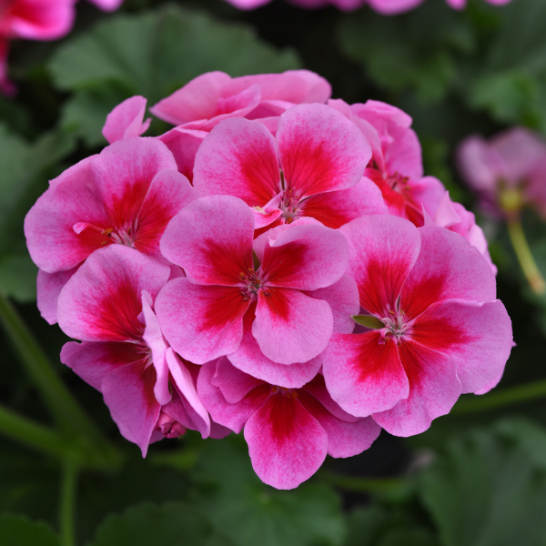 Geranium Zonal pelargonium zonale 'Moonlight Purple + Big Eye'