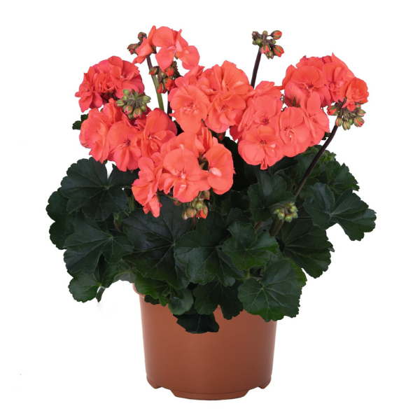 Geranium Zonal pelargonium zonale 'Savannah Salmon'