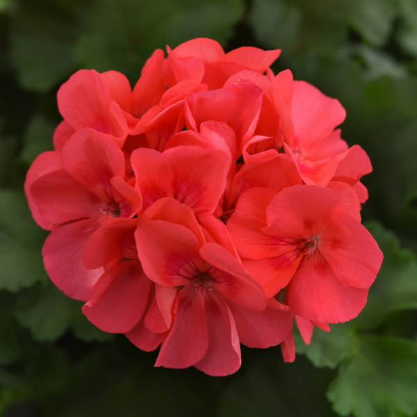 Geranium Zonal pelargonium zonale 'Sunrise Coral'