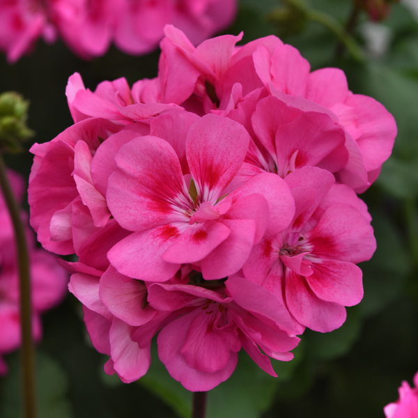 Geranium Zonal pelargonium zonale 'Sunrise Pink'