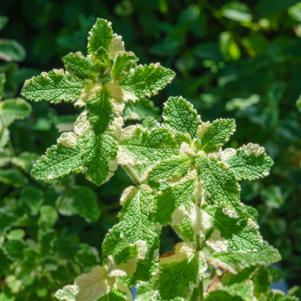 Herb mentha x piperita 'Mint Pineapple'
