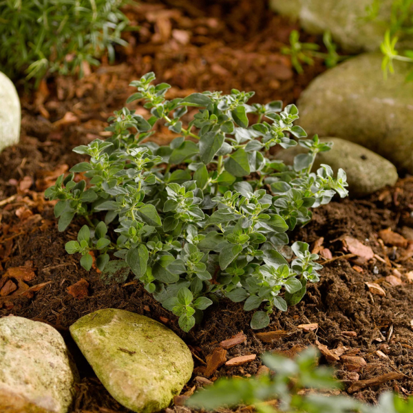 Herb origanum vulgare 'Oregano Hot & Spicy'