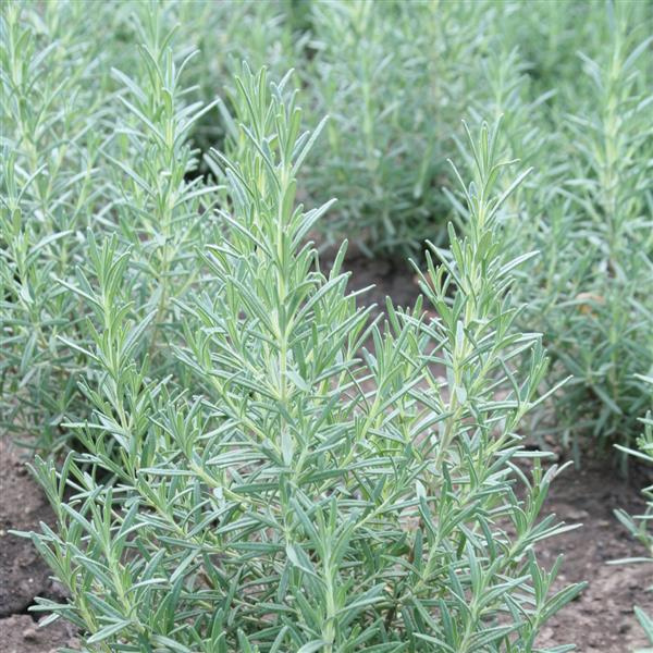 Herb rosmarinus officinalis 'Rosemary Arp'