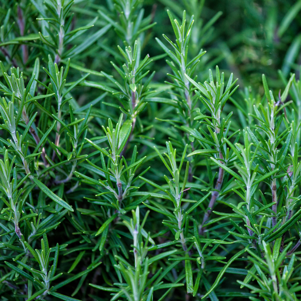 Herb rosmarinus officinalis 'Rosemary Gorizia'