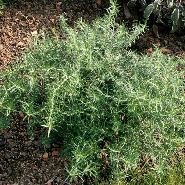 Herb rosmarinus officinalis 'Rosemary Prostratus Creeping'