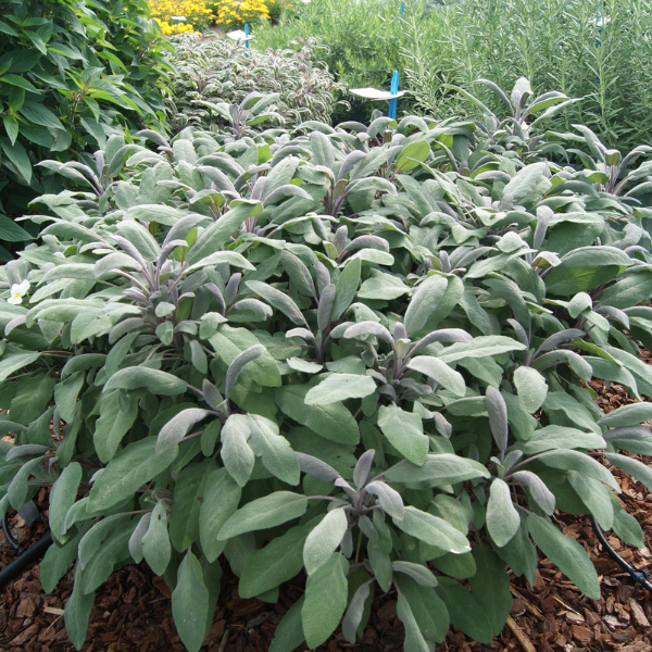 Herb salvia officinalis 'Salvia Officinalis'