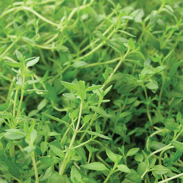 Herb 'Thyme French'