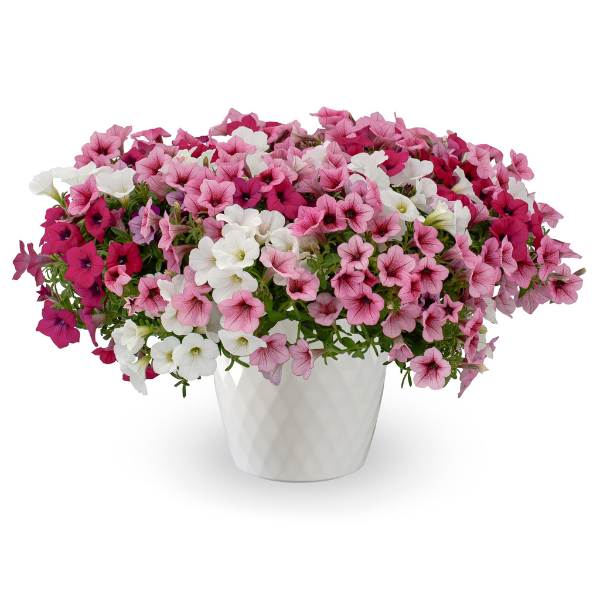 Kwik Kombo 'Dekko Rosé Rhapsody'