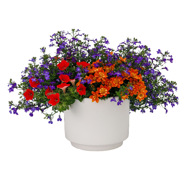 Kwik Kombo 'Disco Inferno Imp'