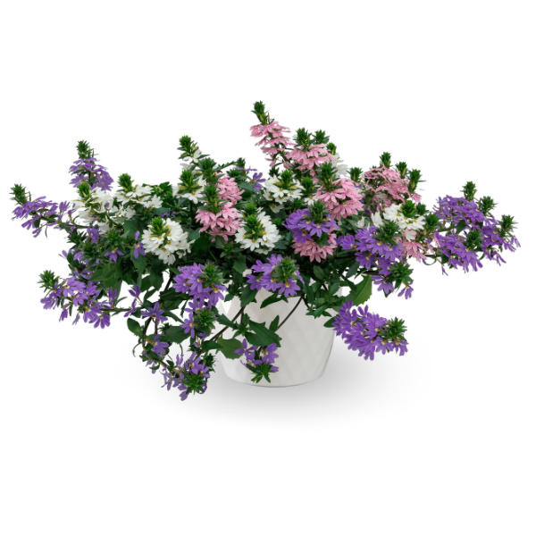 Kwik Kombo 'Fanatix Spring Spirit'