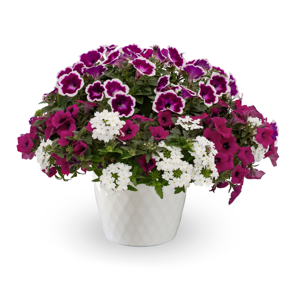 Kwik Kombo 'Paint the Town'