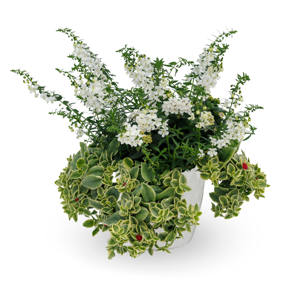 Kwik Kombo 'Playa Blanca'